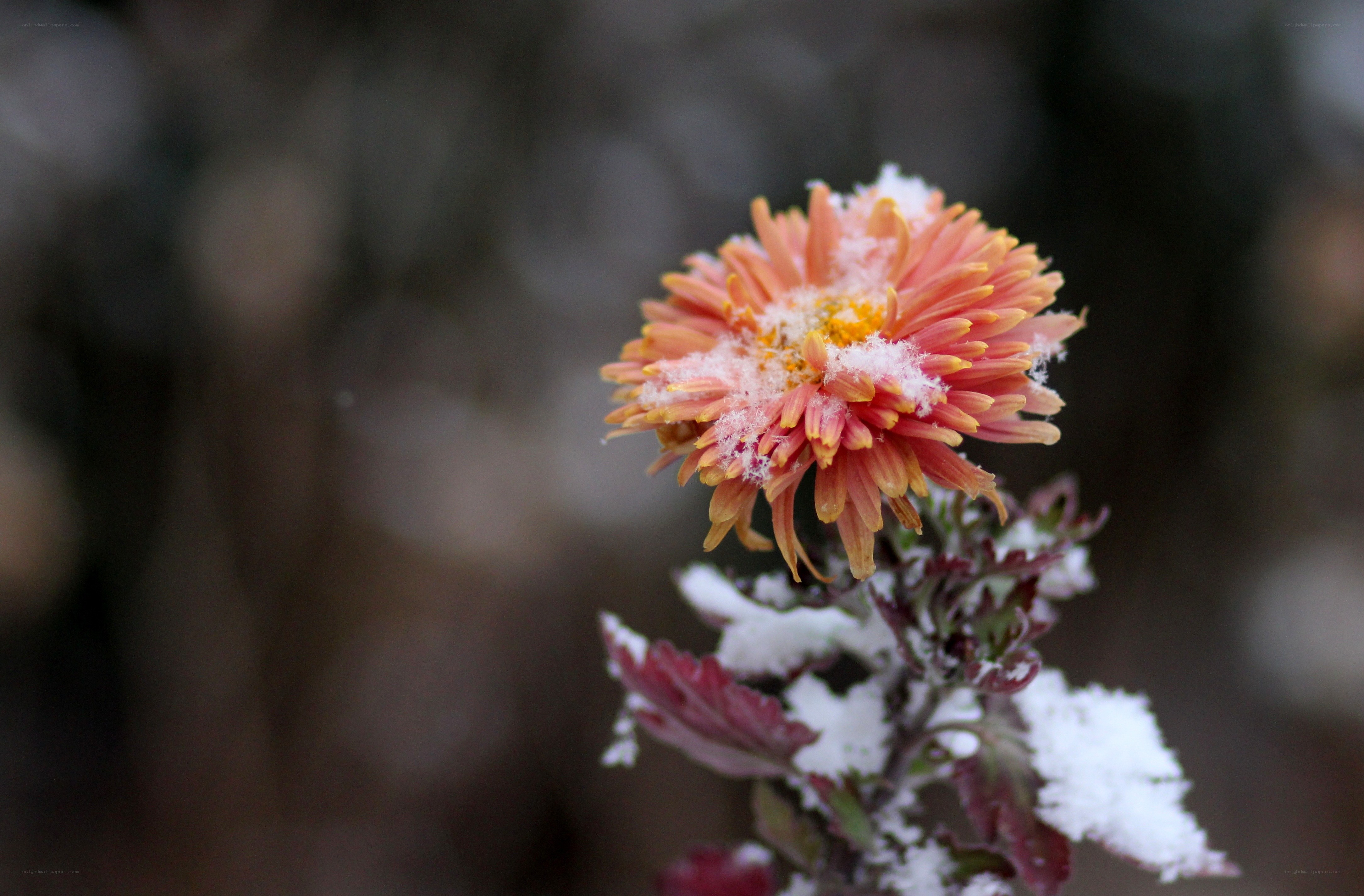 Snow-covered flower in winter