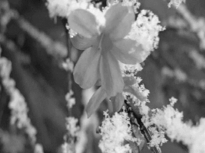 Snow-covered Flower