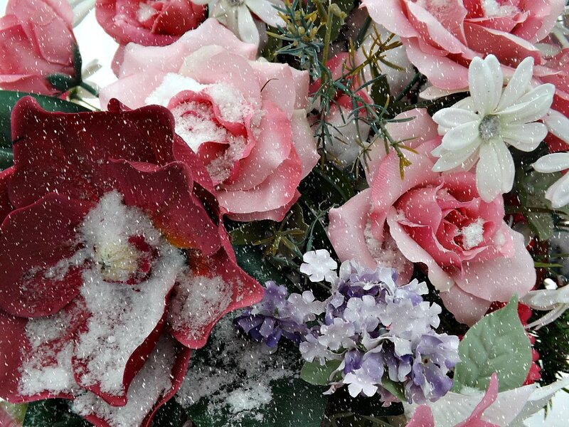 Snow-covered Flowers — Pink
