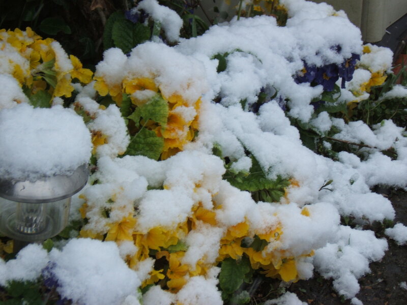 Snow-covered Flowers