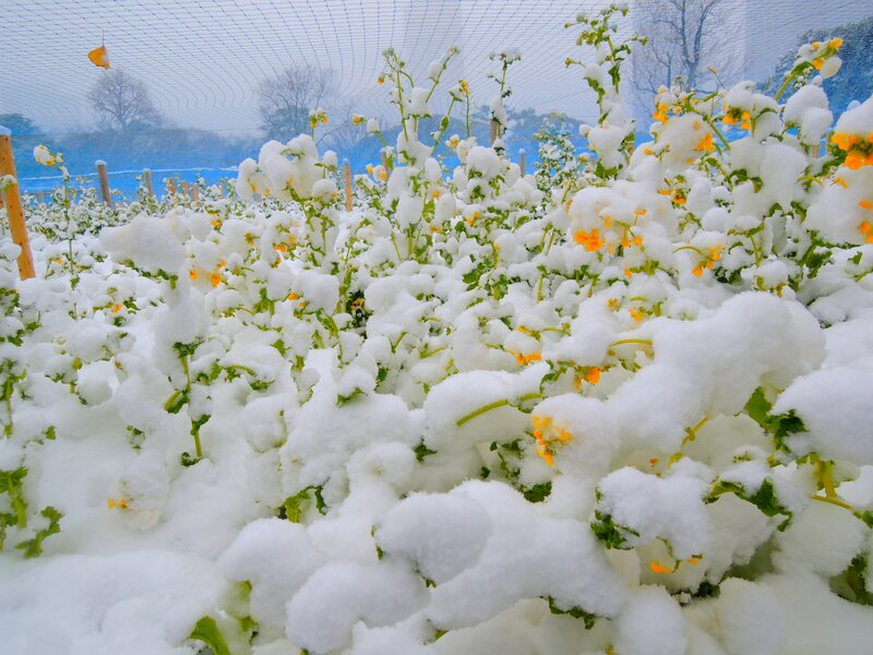 Snow-covered Flowers — White