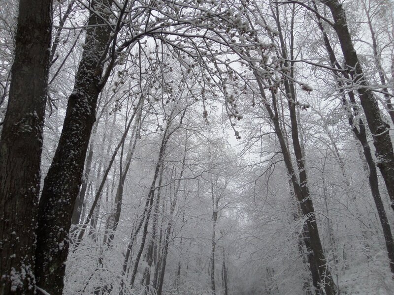 snow-covered forest