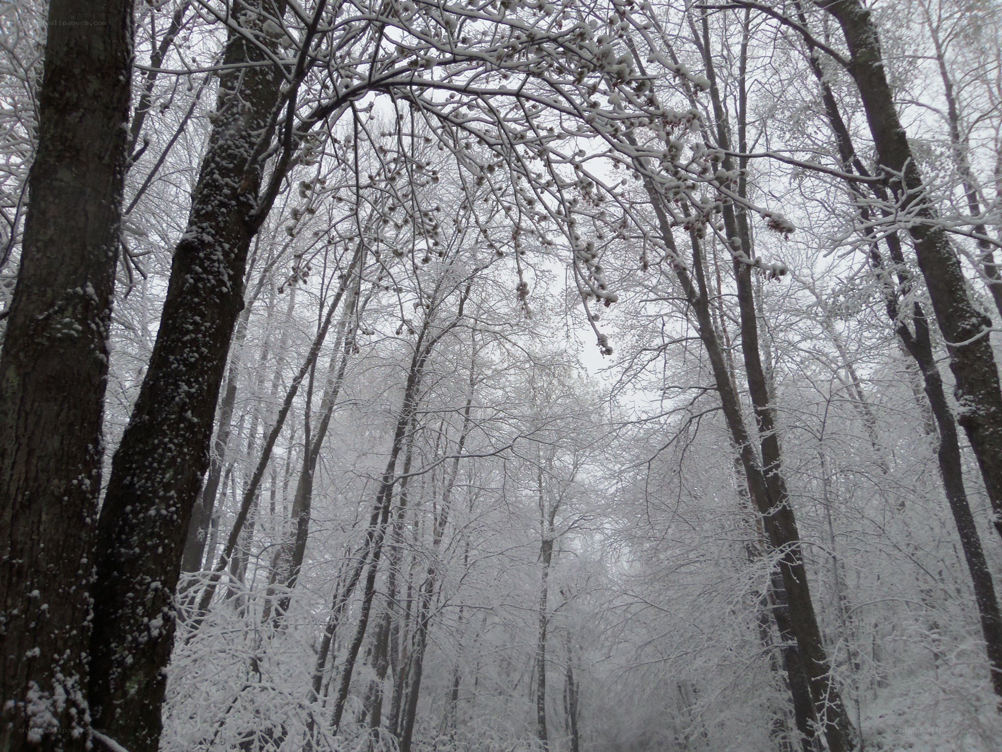 snow-covered forest