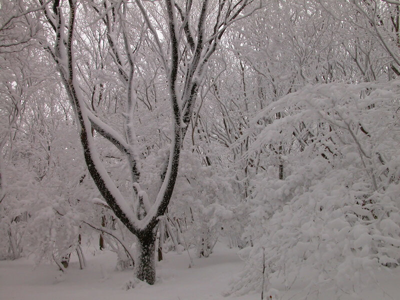 snow-covered forest