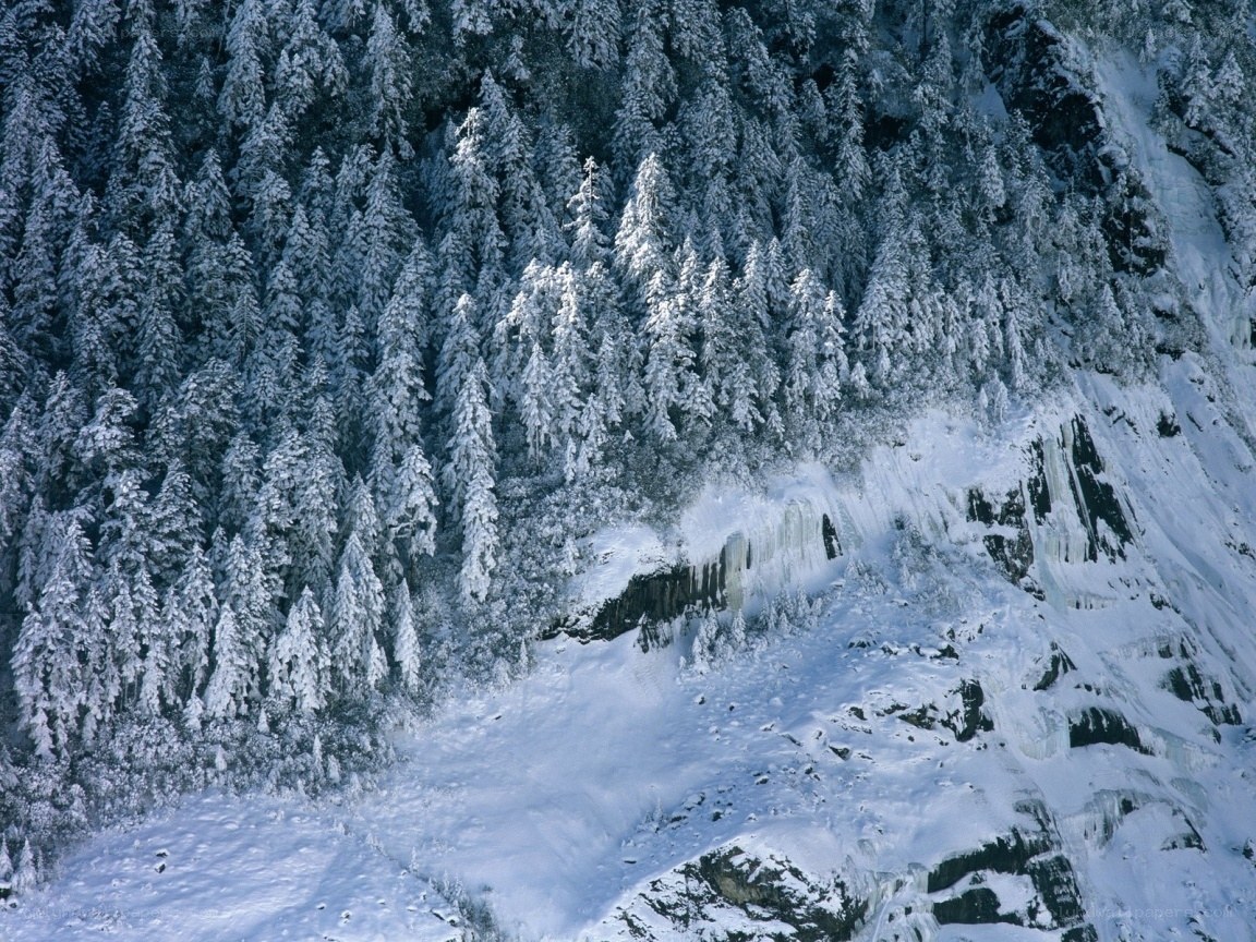 Snow-covered forest and icy cliff