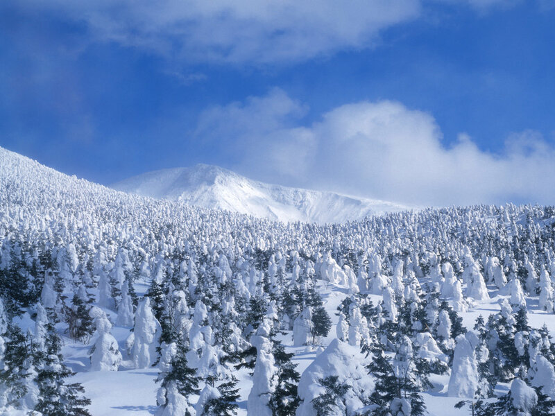 Snow-covered forest and mountain