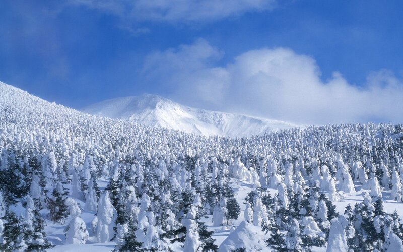 Snow-covered forest and mountain