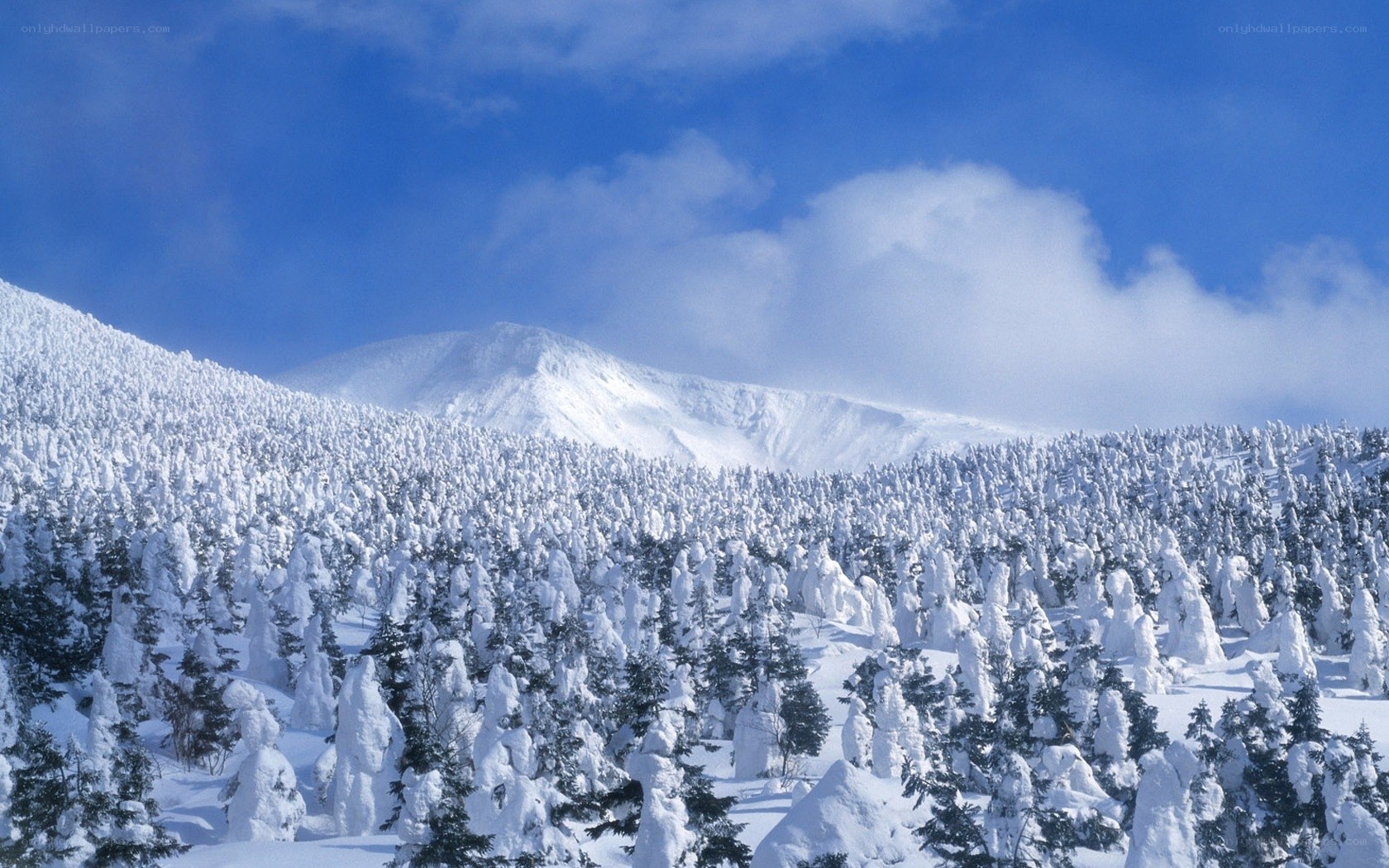 Snow-covered forest and mountain