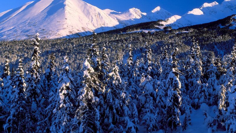 snow-covered forest and mountains