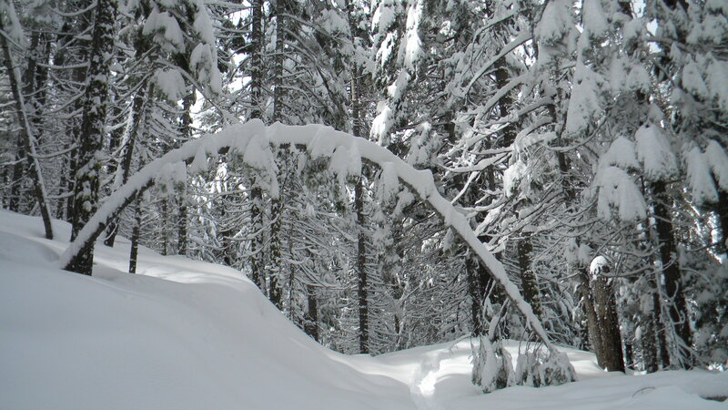 snow-covered forest arch
