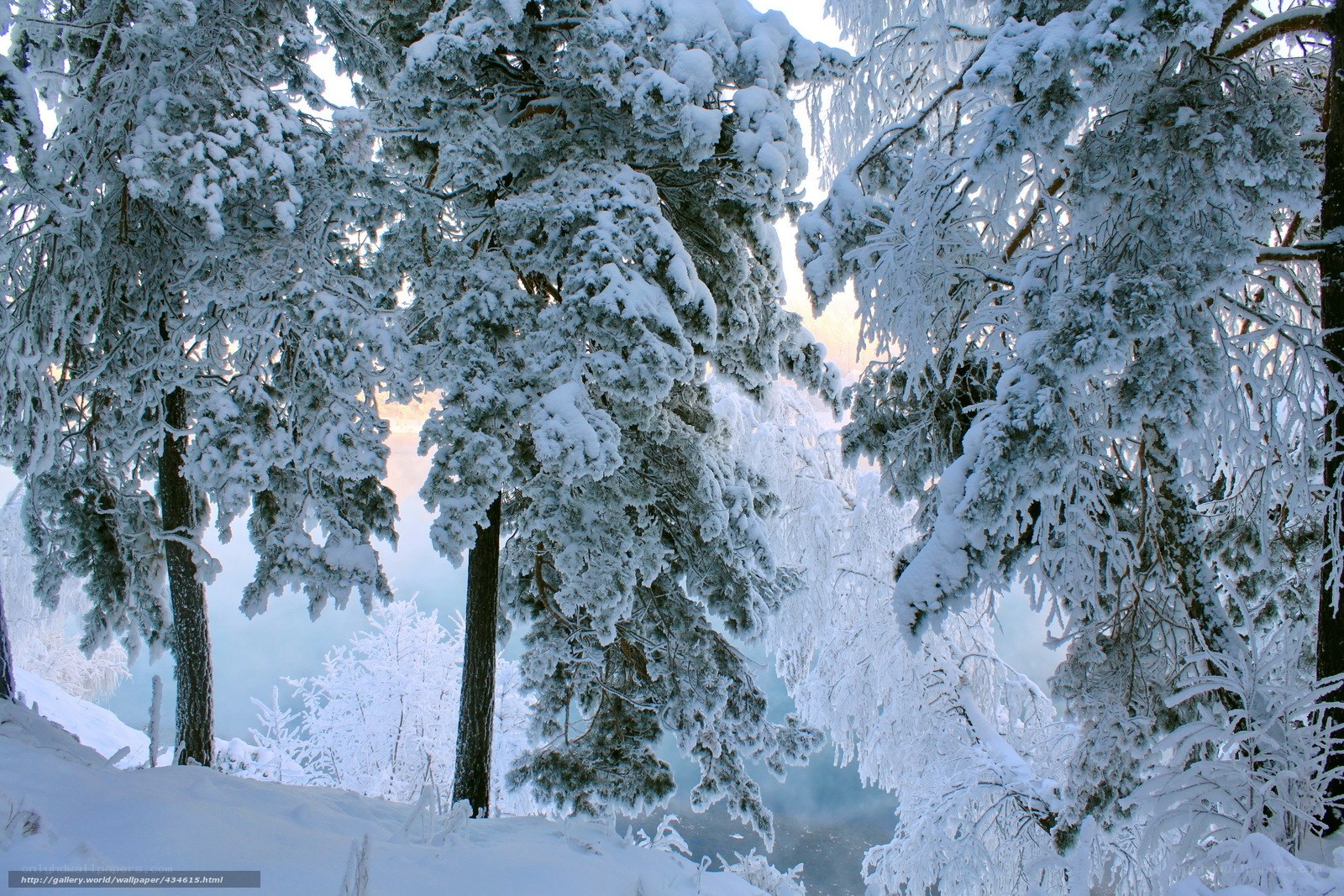 Snow-covered forest at dawn