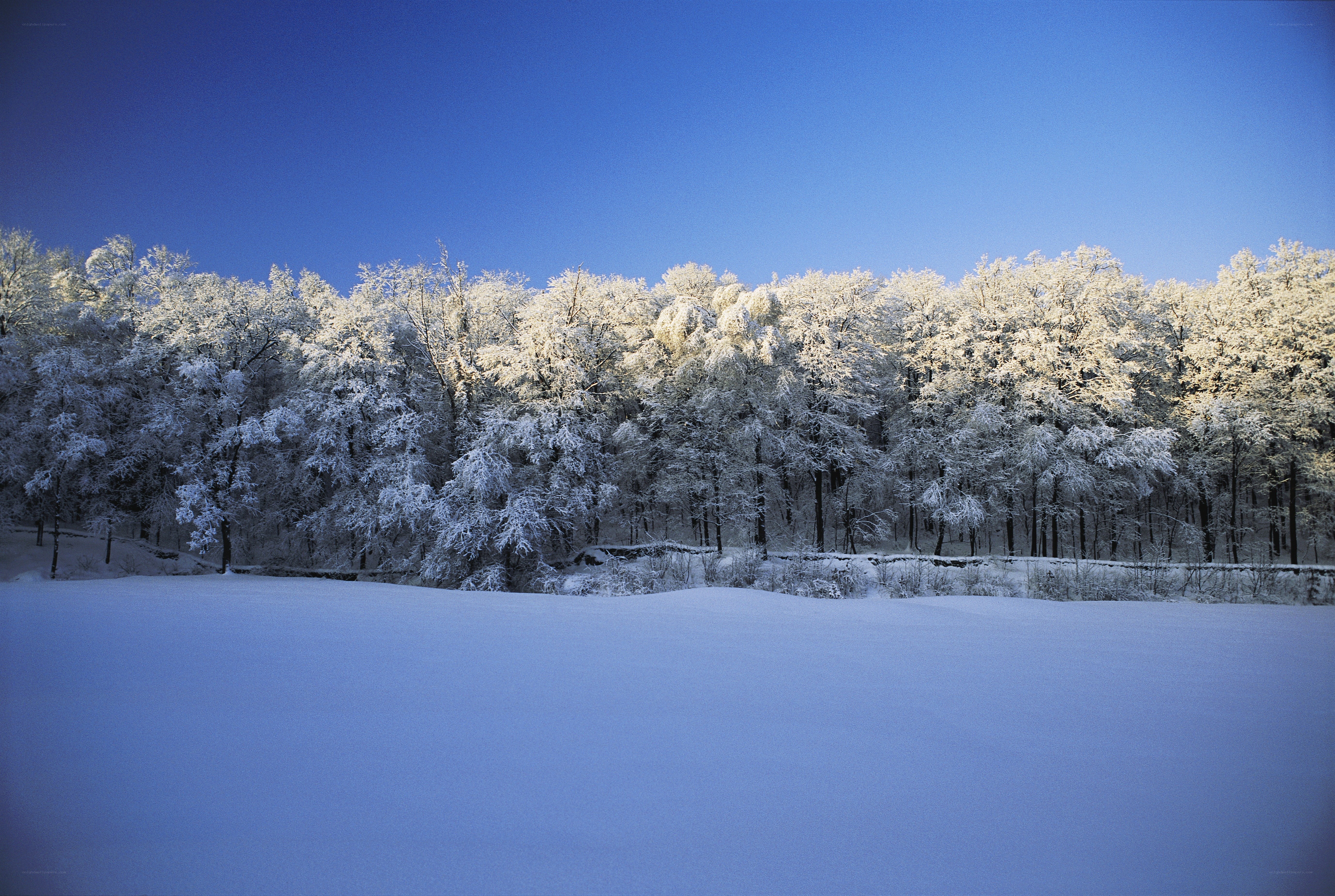 Snow-covered forest at dawn