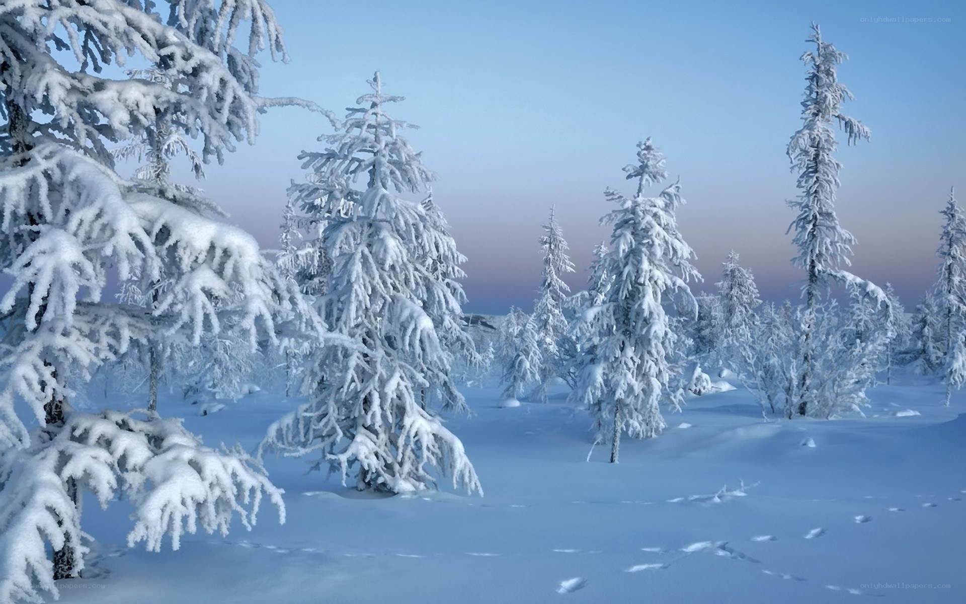 Snow-covered forest at dawn
