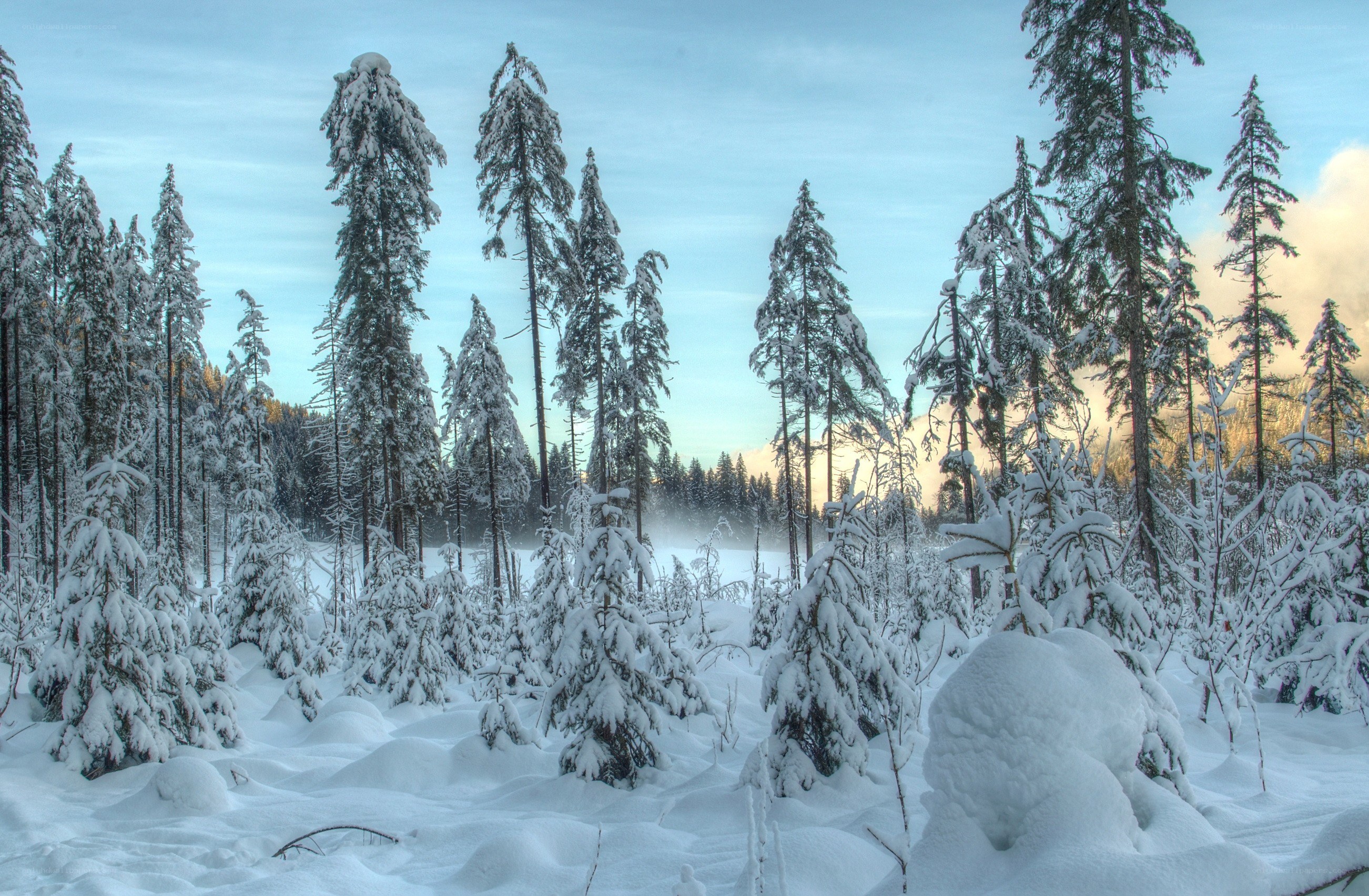 Snow-covered forest at dawn