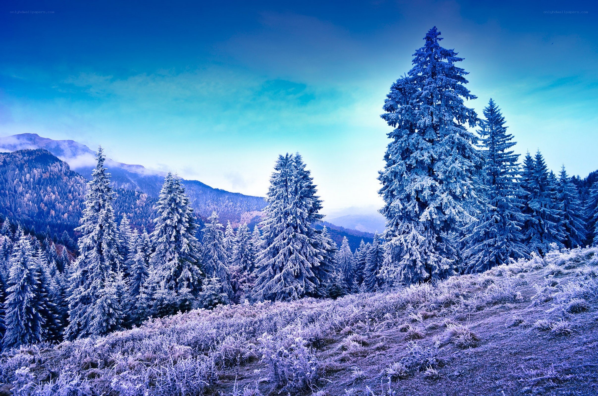 Snow-covered forest at dawn