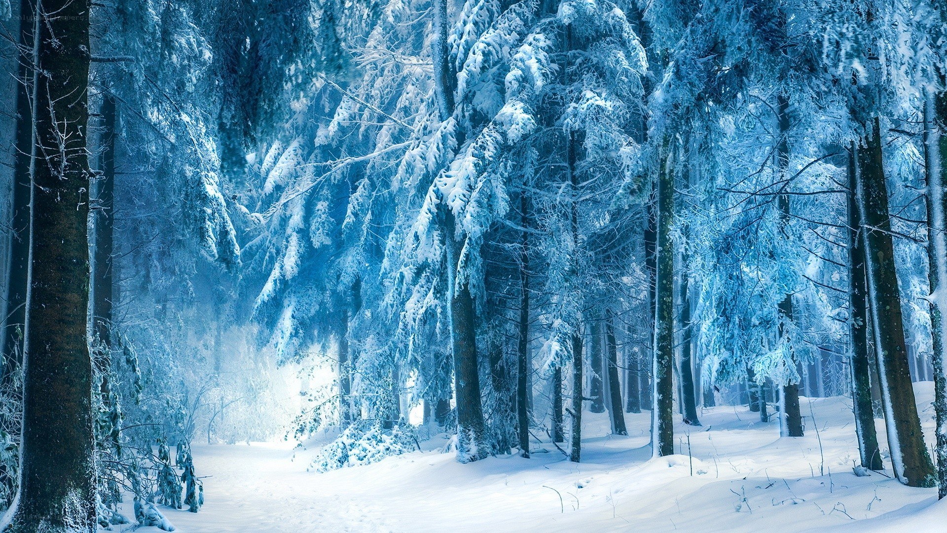 snow-covered forest at dawn