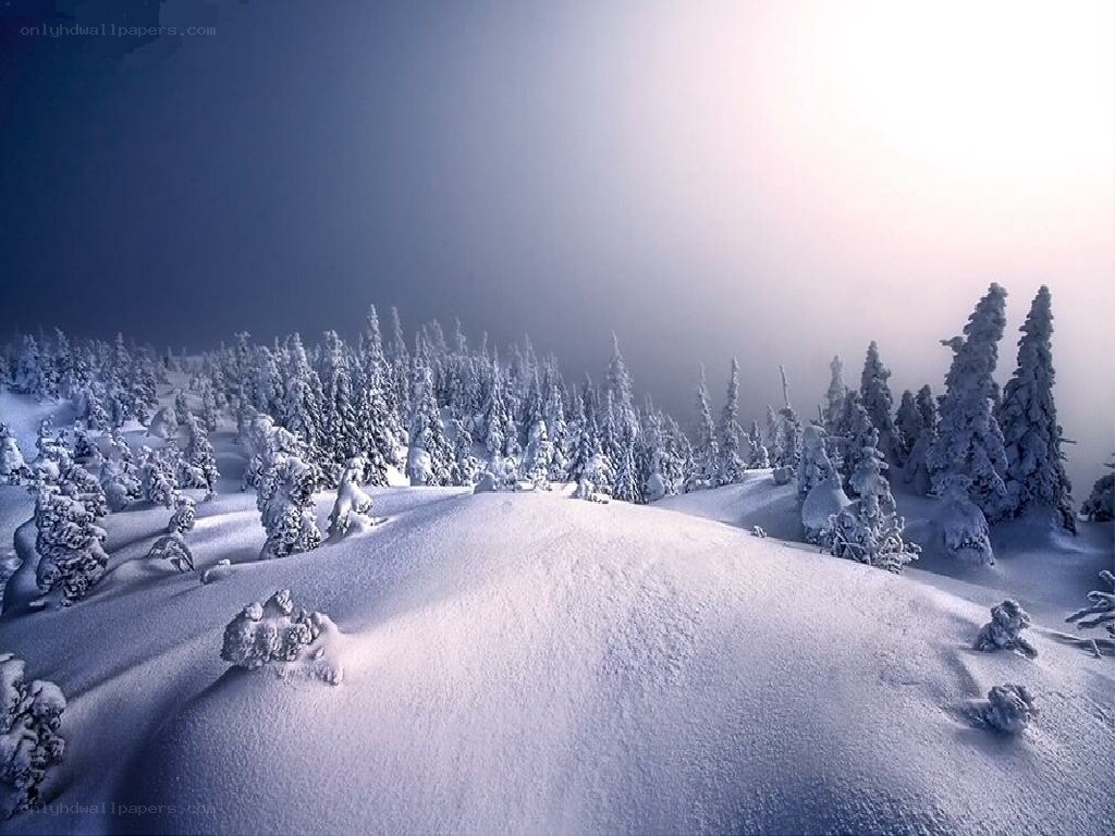 Snow-covered forest at dawn