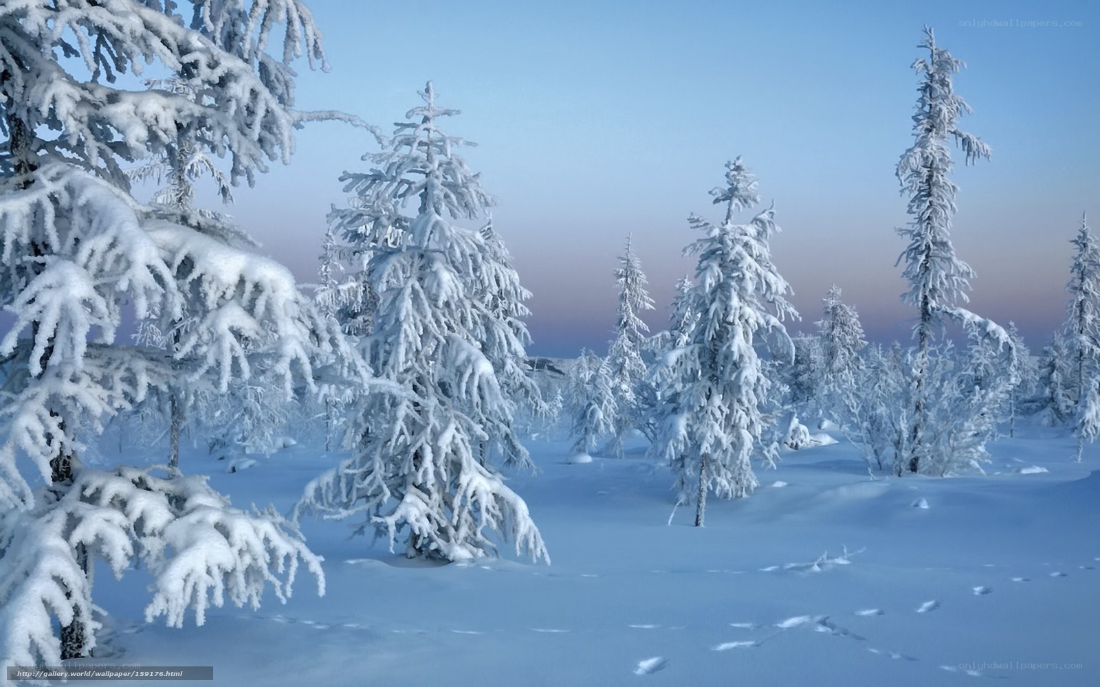 snow-covered forest at dawn