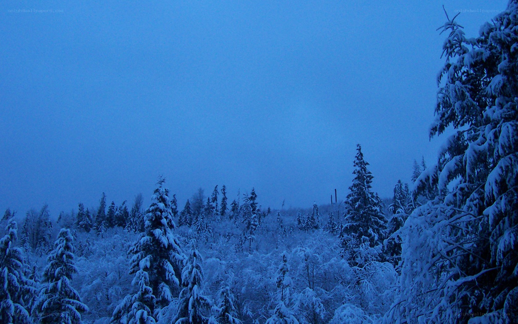 snow-covered forest at dusk
