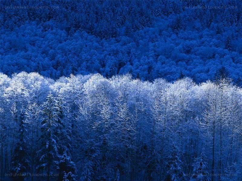snow-covered forest at dusk