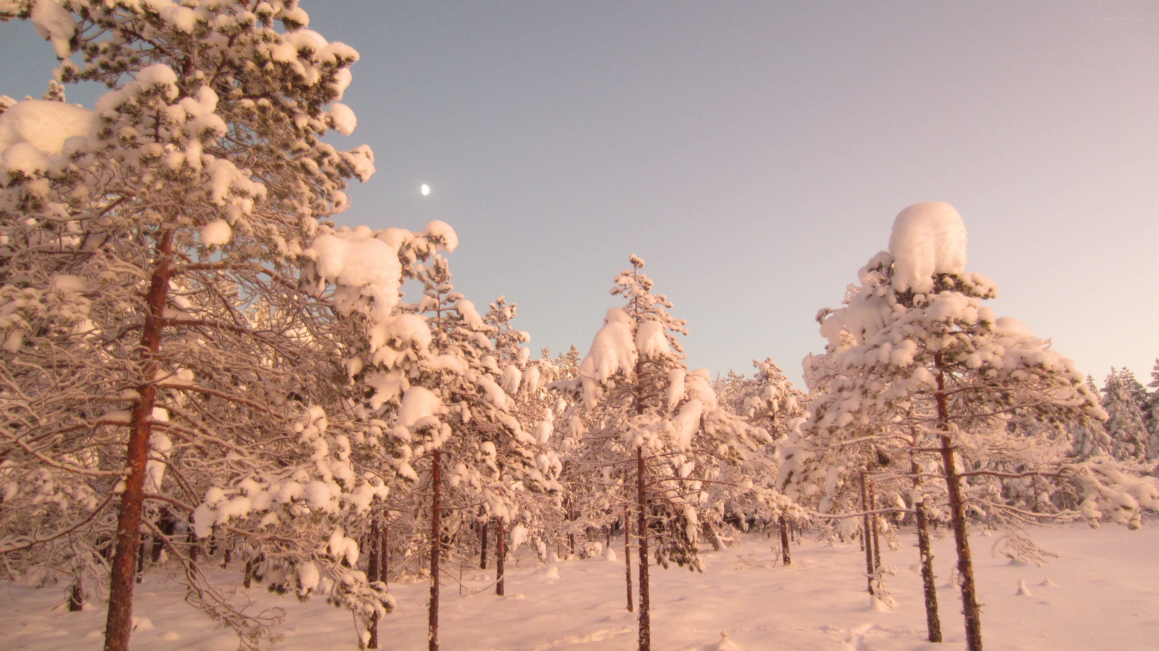 snow-covered forest at dusk