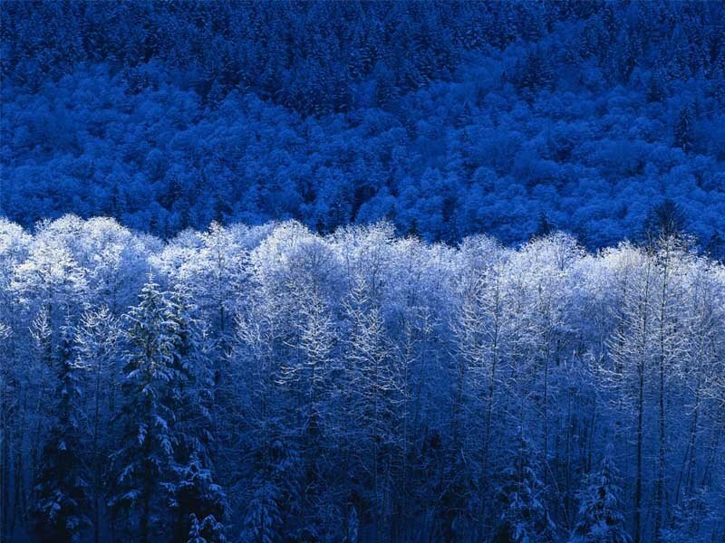 Snow-covered forest at dusk