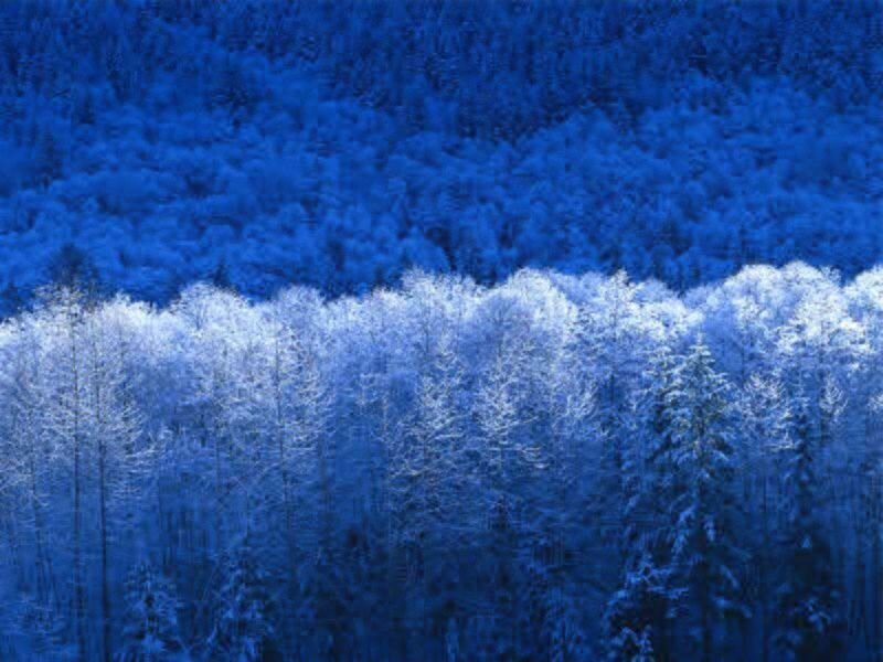 snow-covered forest at dusk