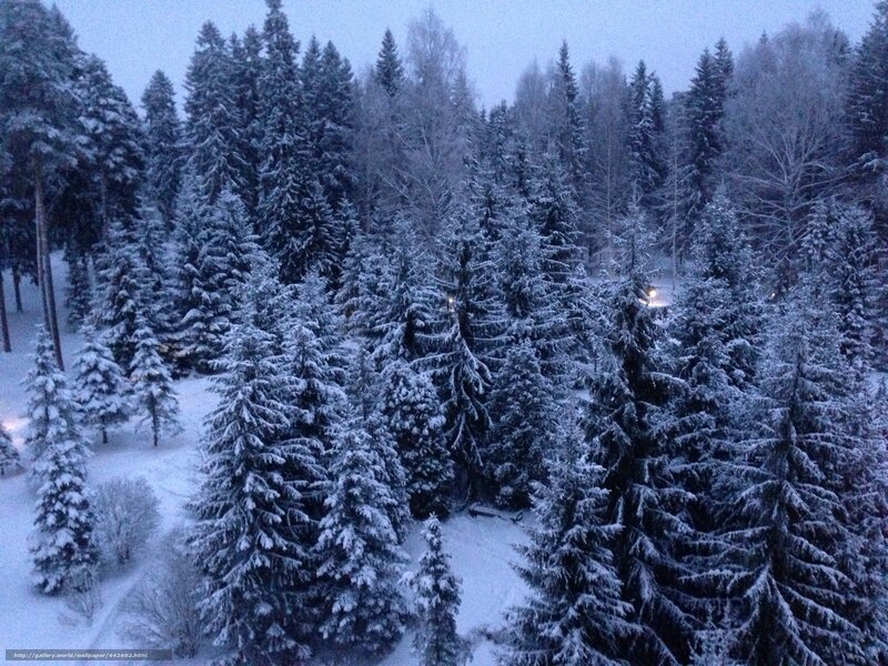 snow-covered forest at dusk