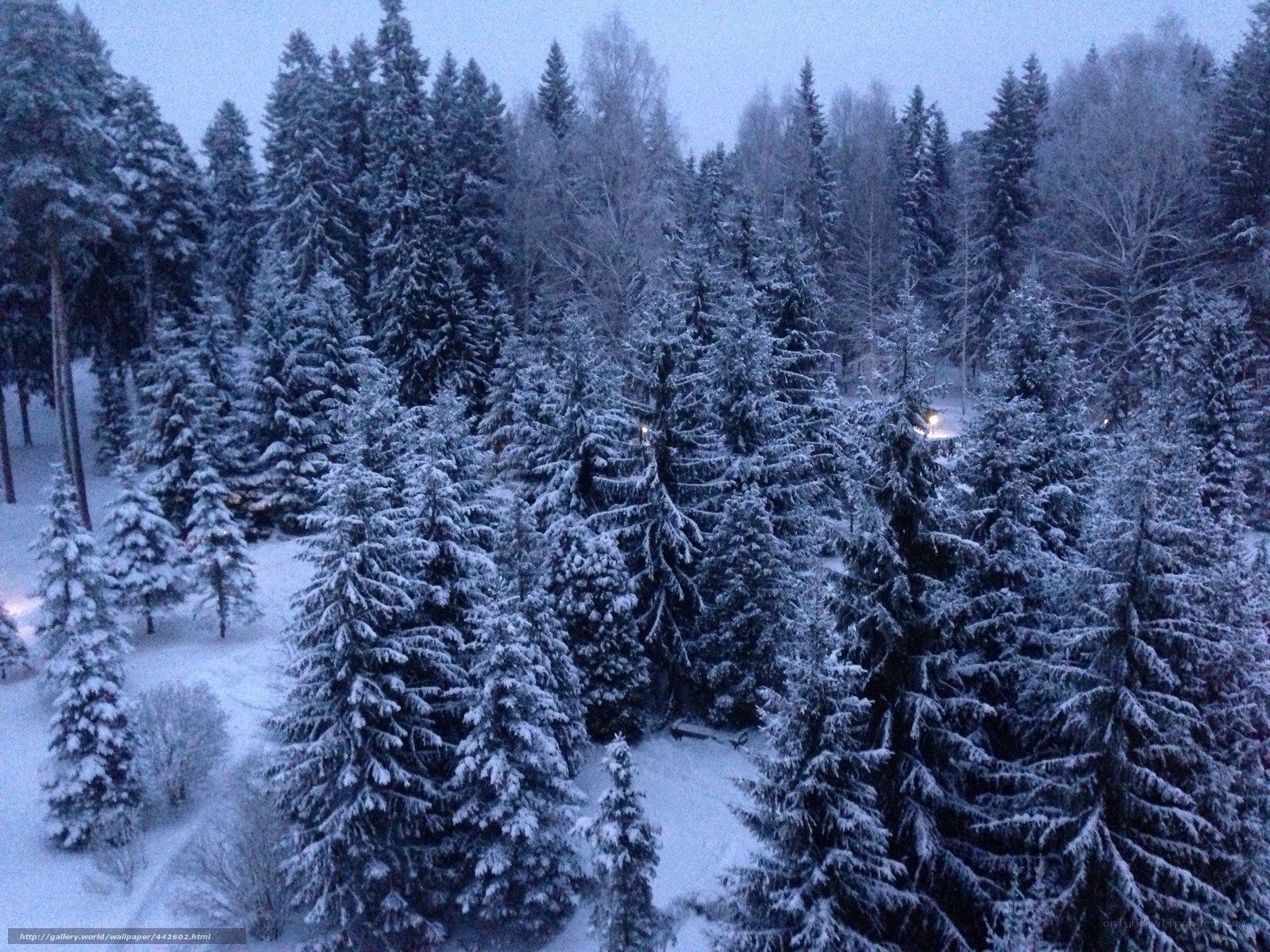 snow-covered forest at dusk