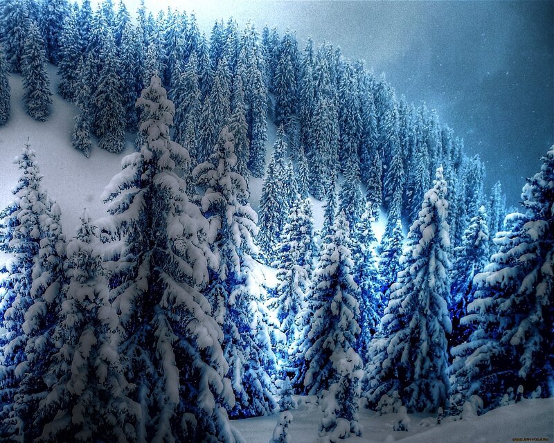 snow-covered forest at night