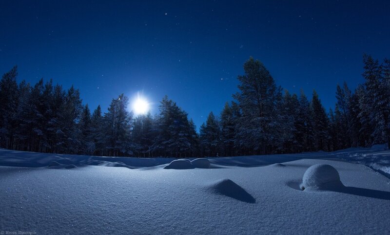 Snow-covered Forest at Night — Blue, Serene, Photograph, Moon, Trees, Stars