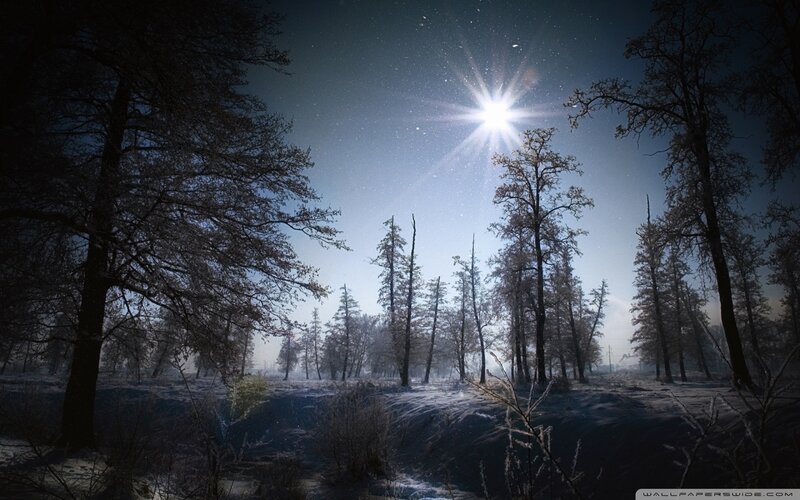 Snow-covered Forest at Night — Blue, Serene, Photograph