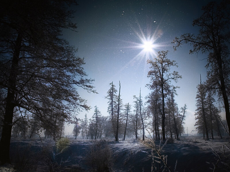 Snow-covered Forest at Night — Blue, Serene, Photograph, Trees, Stars