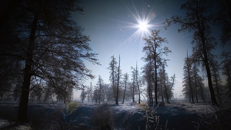 Snow-covered Forest at Night — Blue, Serene, Photograph, Trees