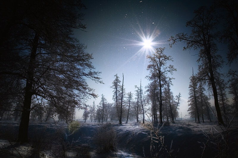 Snow-covered Forest at Night — Blue, Serene