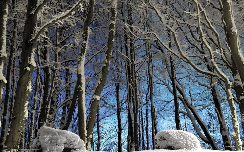 Snow-covered forest at night