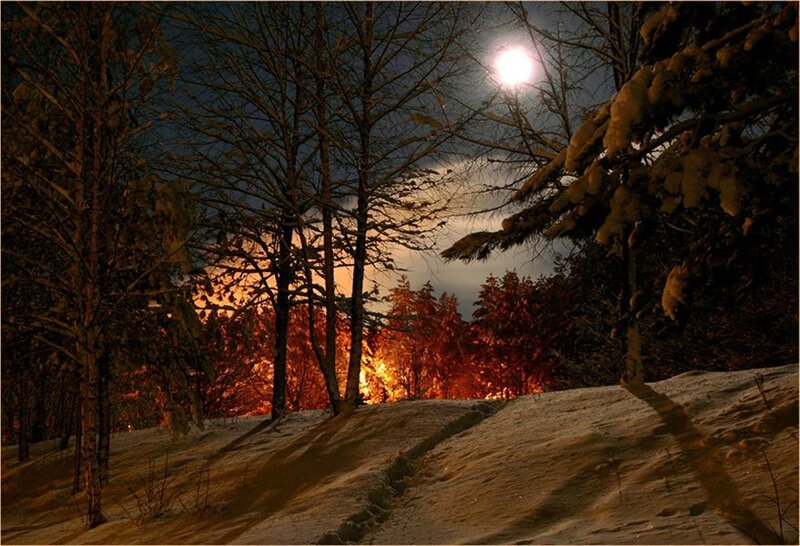 Snow-covered Forest at Night — White