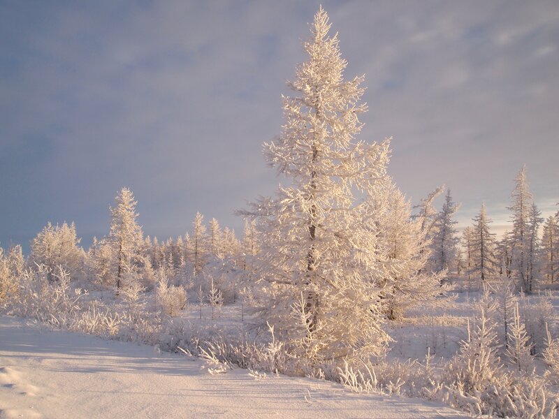 Snow-covered forest at sunrise
