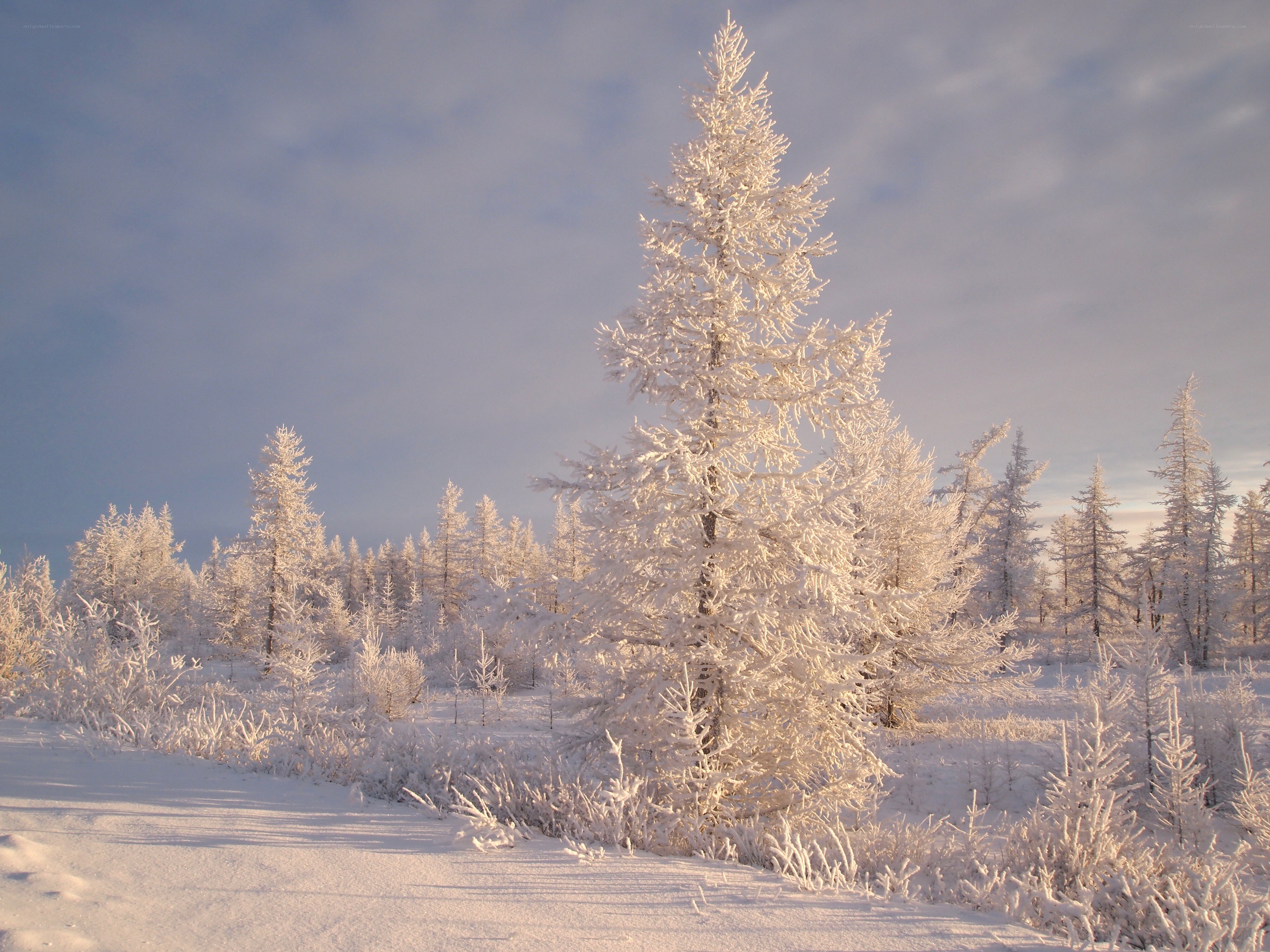Snow-covered forest at sunrise
