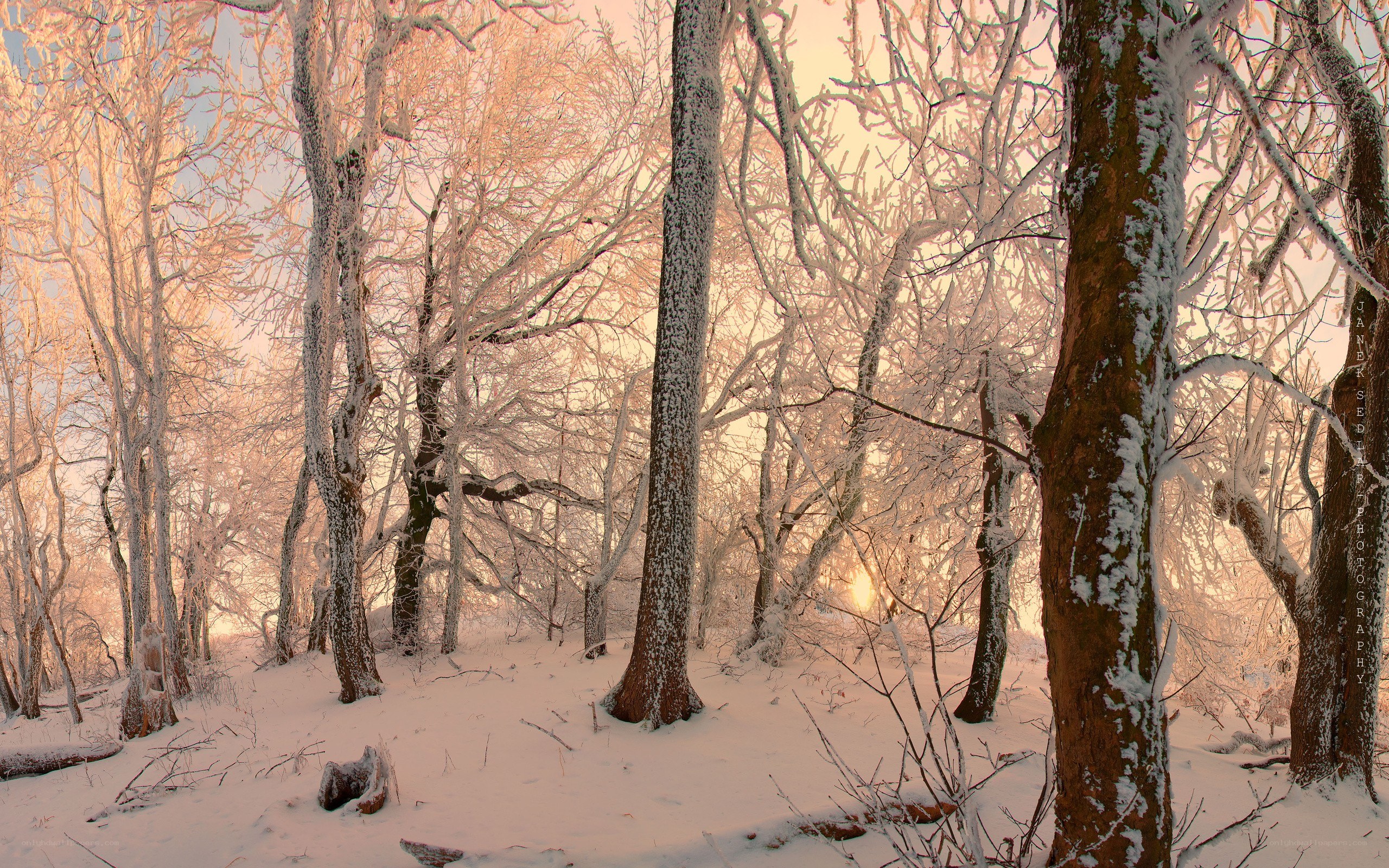Snow-covered forest at sunrise