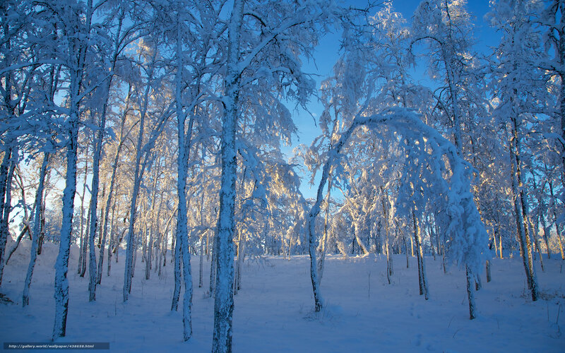 Snow-covered forest at sunrise
