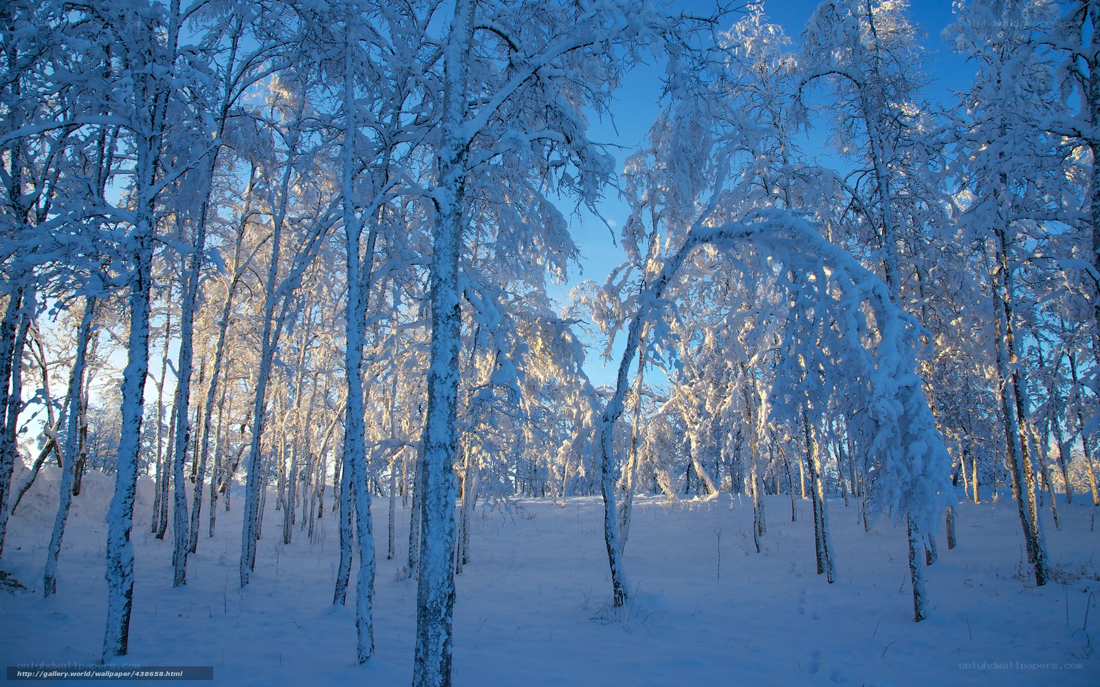 Snow-covered forest at sunrise