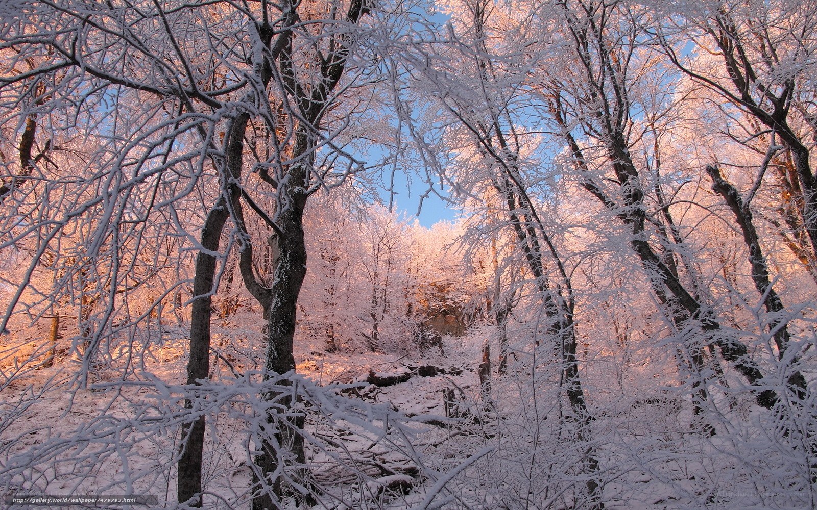 Snow-covered forest at sunrise