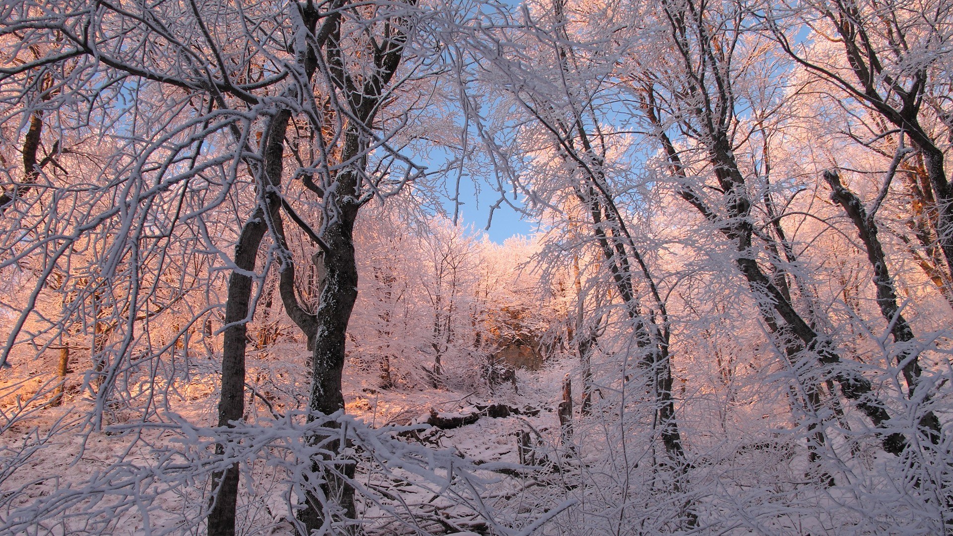 snow-covered forest at sunrise