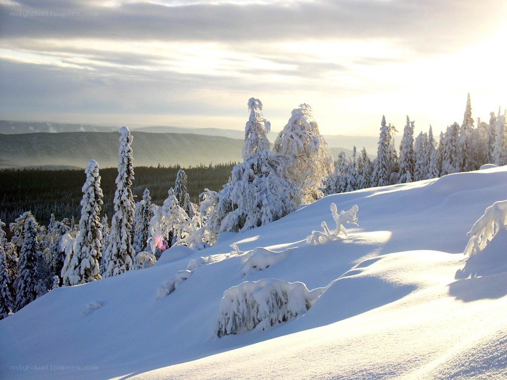 Snow-covered forest at sunrise