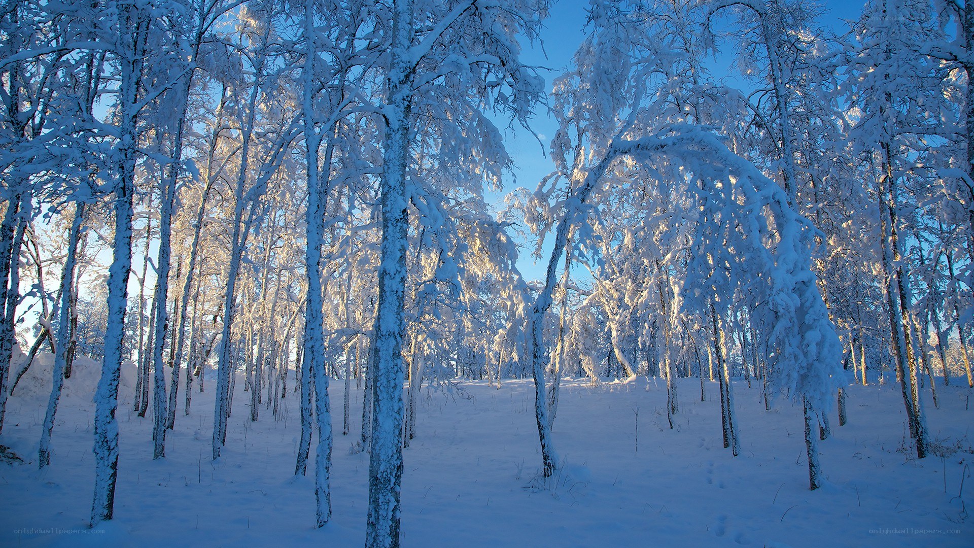 Snow-covered forest at sunrise