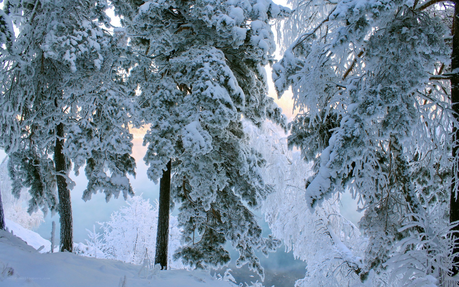 Snow-covered forest at sunrise