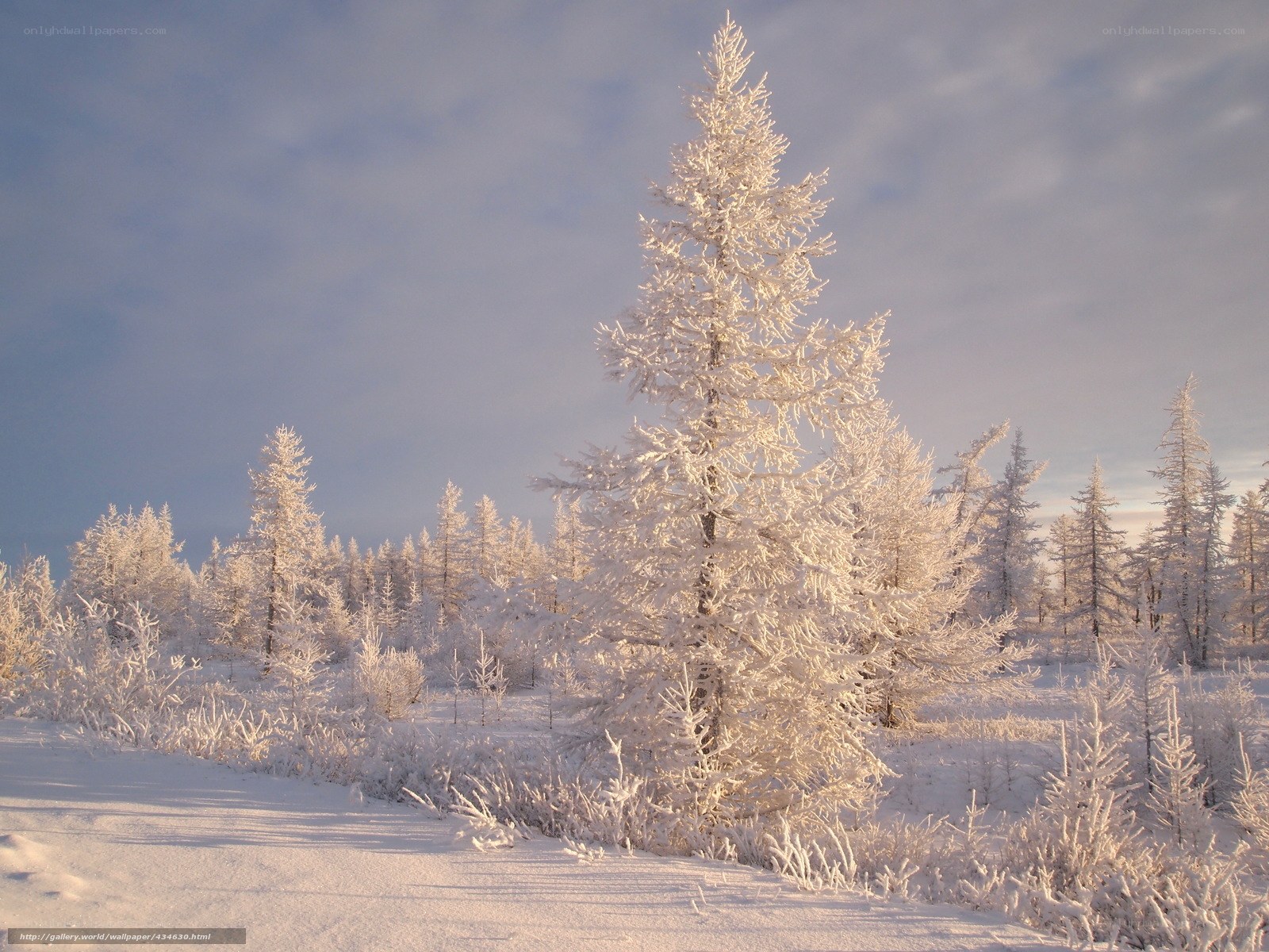 Snow-covered forest at sunrise