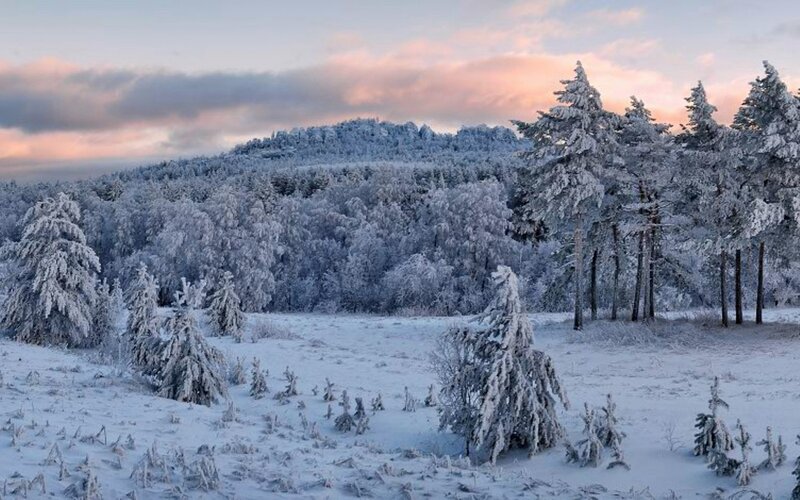 Snow-covered forest at sunset