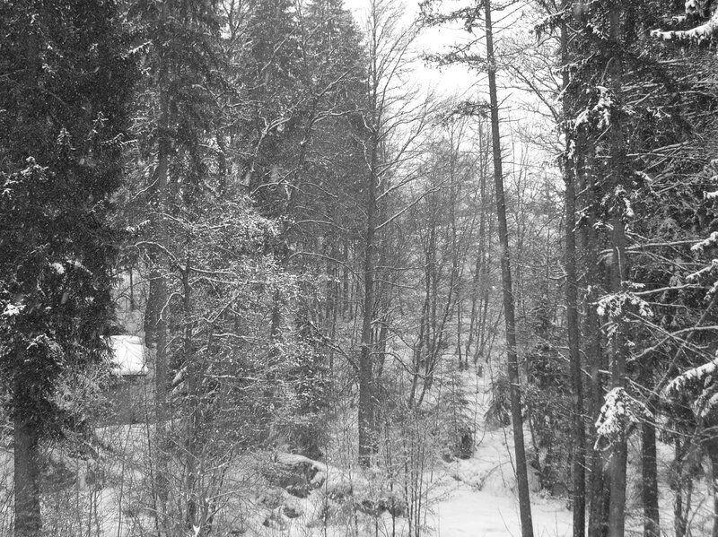 Snow-covered Forest — Black, Calm